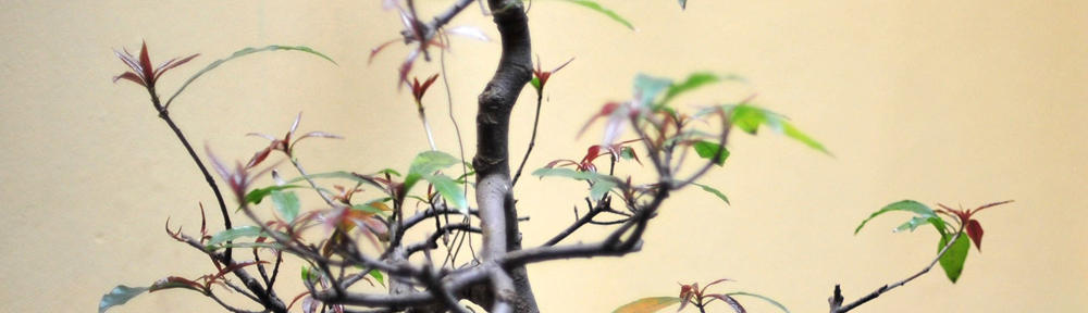 Český rybářský svaz